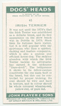 Irish Terrier.