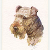 Lakeland Terrier.