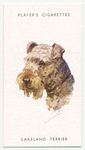 Lakeland Terrier.