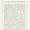 Lakeland Terrier.