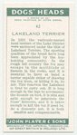 Lakeland Terrier.
