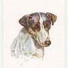 Smooth Fox Terrier.