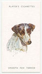 Smooth Fox Terrier.