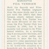 Smooth Fox Terrier.