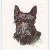 Scottish Terrier.
