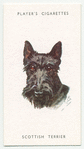 Scottish Terrier.