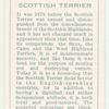 Scottish Terrier.