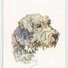 Sealyham Terrier.
