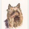 Yorkshire Terrier.