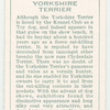 Yorkshire Terrier.