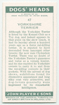 Yorkshire Terrier.