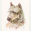 West Highland White Terrier.