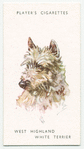 West Highland White Terrier.