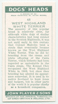 West Highland White Terrier.