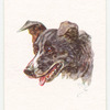 Welsh Collie.