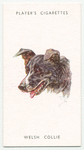 Welsh Collie.