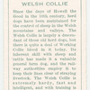 Welsh Collie.