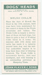 Welsh Collie.