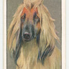 Afghan Hound.