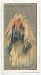 Afghan Hound.