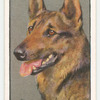 Alsation (German Shepherd Dog).