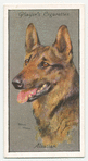 Alsation (German Shepherd Dog).