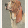 Basset Hound.