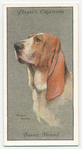 Basset Hound.