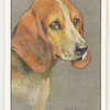 Beagle.
