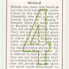 Beagle.