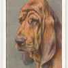 Bloodhound.