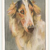 Borzoi.