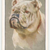Bulldog.