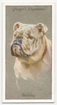 Bulldog.