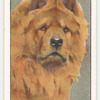 Chow Chow.