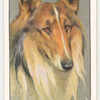 Collie.