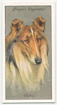 Collie.
