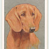 Dachshund.