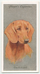 Dachshund.