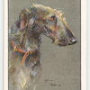 Deerhound.