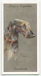 Deerhound.