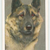 Elkhound.