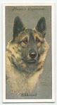 Elkhound.