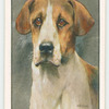 Foxhound.