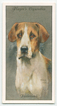 Foxhound.