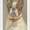 French Bulldog.