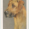 Great Dane.