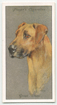Great Dane.