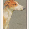Greyhound.