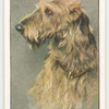 Irish Wolfhound.
